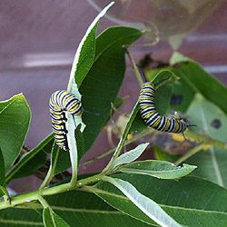 photo of caterpillars
