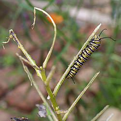 photo of caterpillar