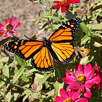 male monarch butterfly