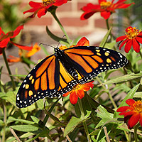 female monarch butterfly