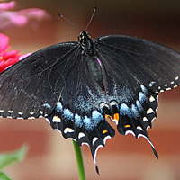 tiger swallowtail butterfly (dark form, female)