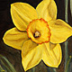 Daffodil