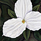 Large Flowered Trillium
