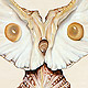 Shell Owl