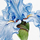 Tall Bearded Iris ('Monet's Blue')