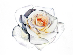 Rose No. 1